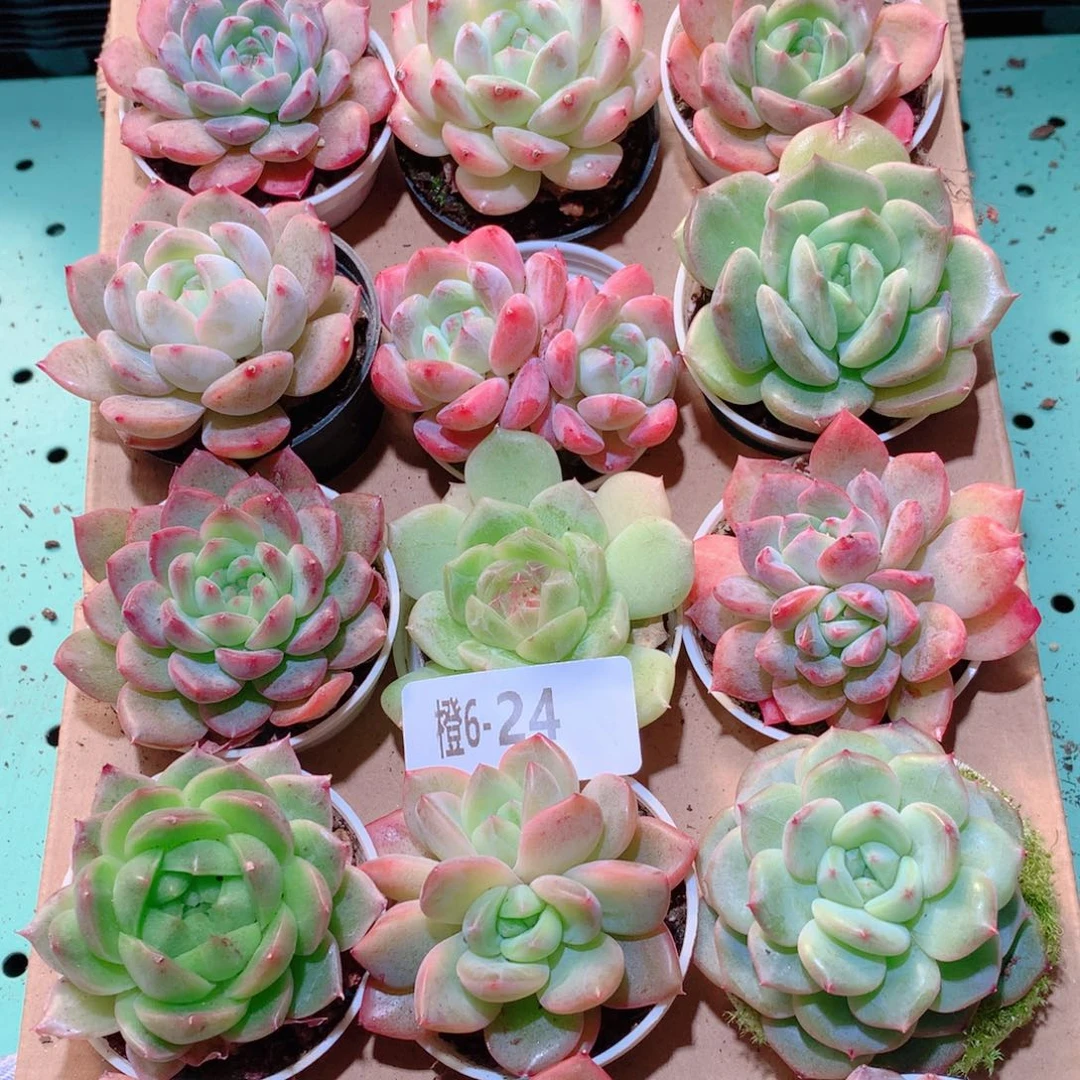 6-24一物一拍多肉带盆18颗