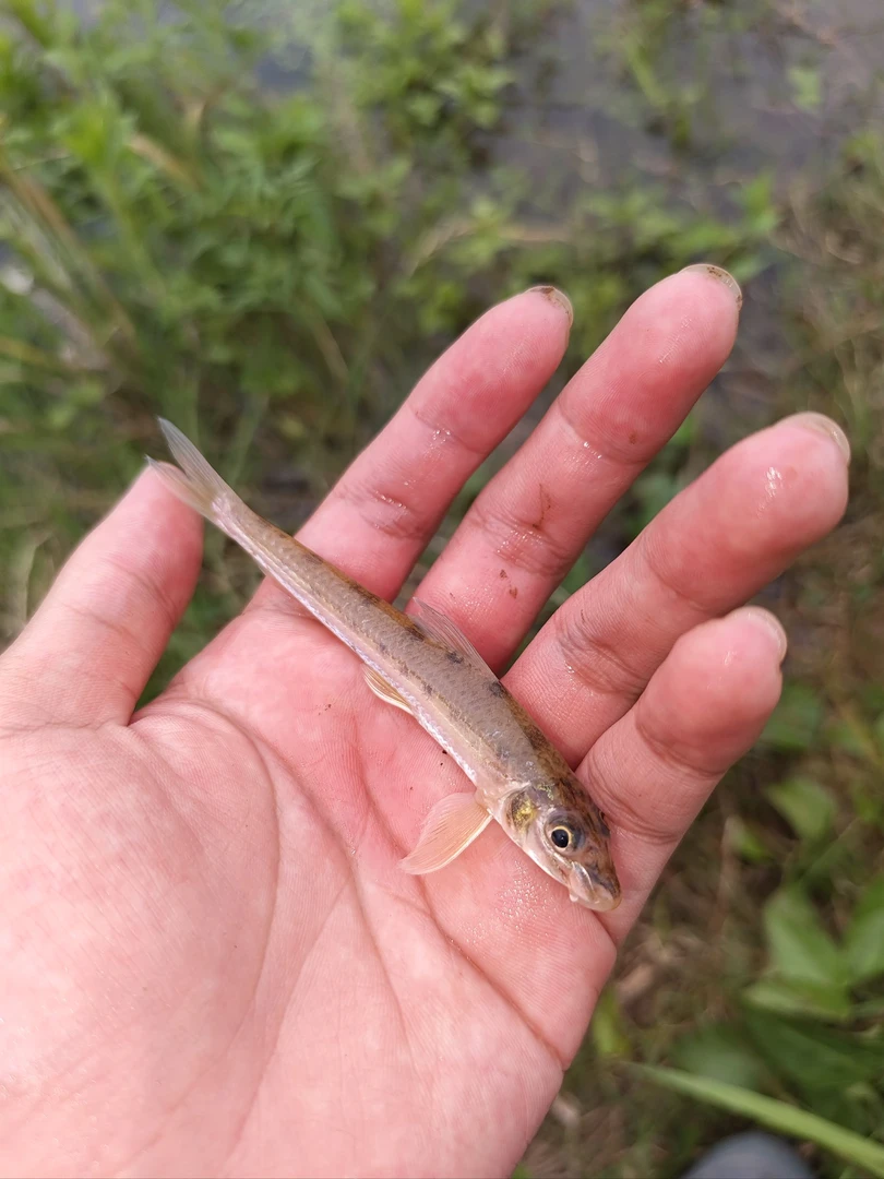 淡水船丁鱼（长蛇鮈）现捕现称冰鲜发货