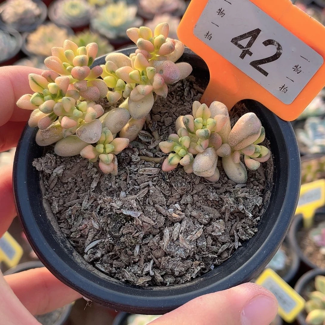 七彩白鹭锦42号多肉