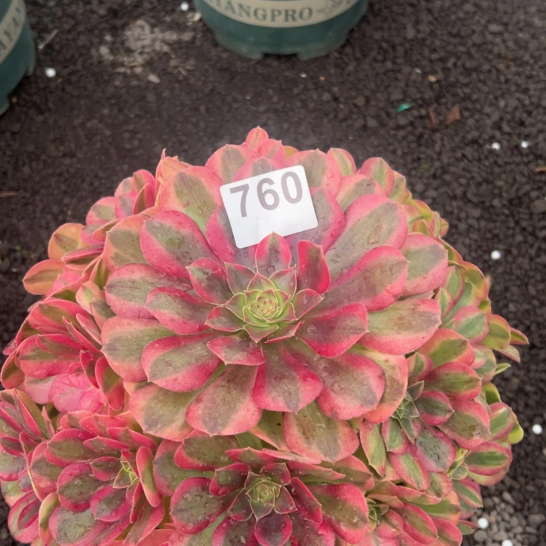 我是真的很喜欢这个