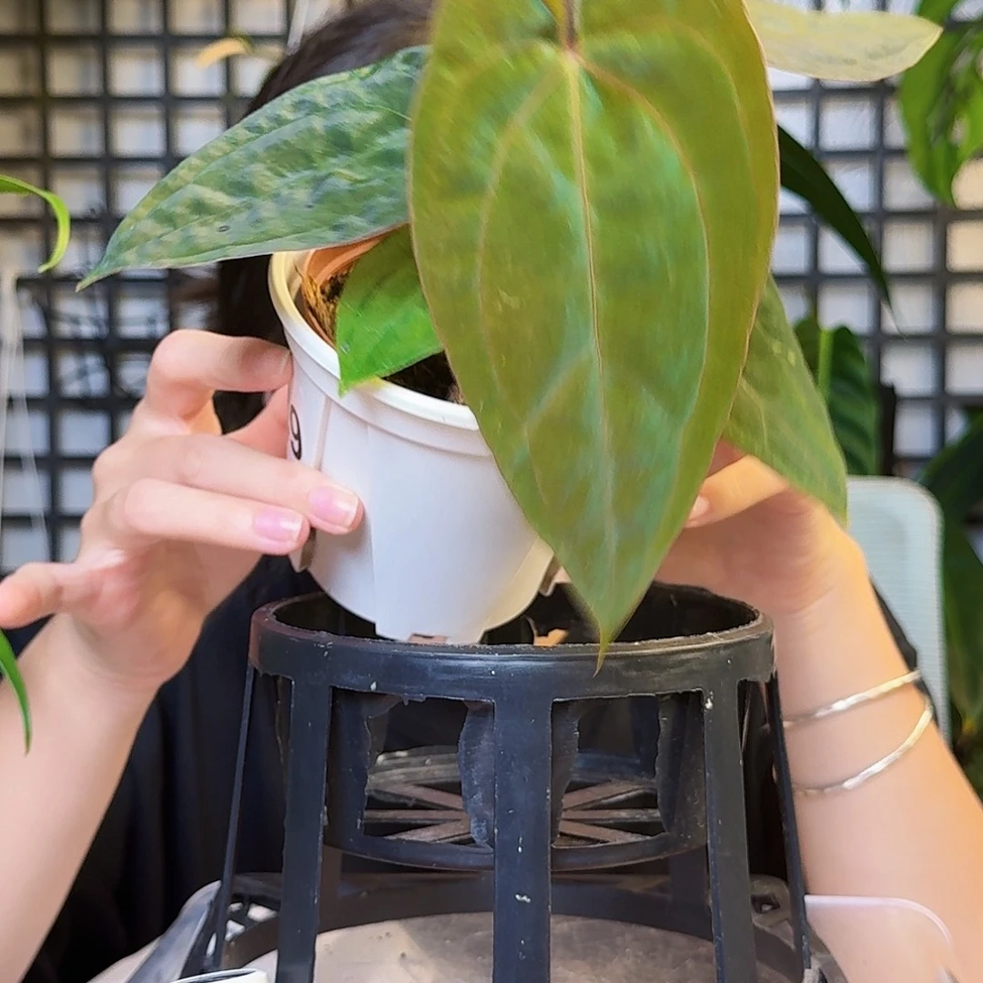 无花朵一物一拍Z49