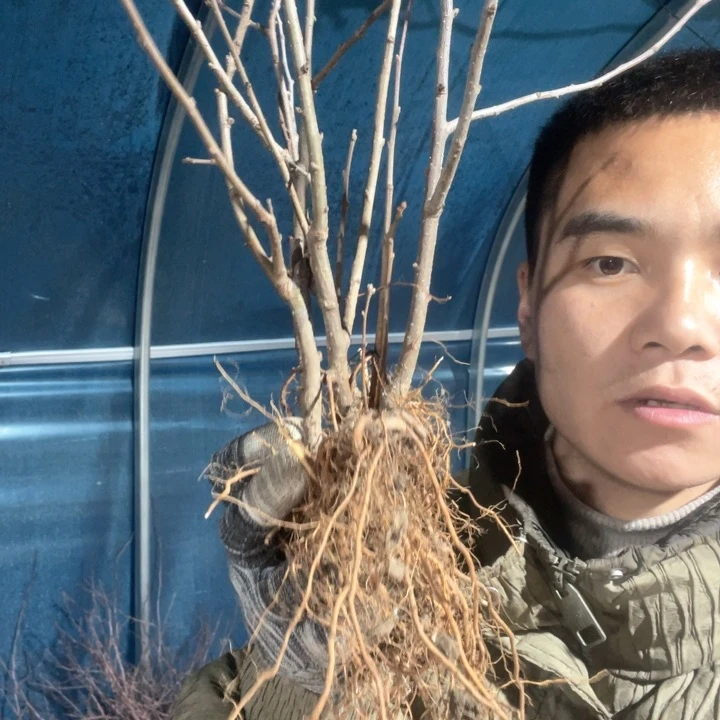 原生凌之舞海棠花一颗