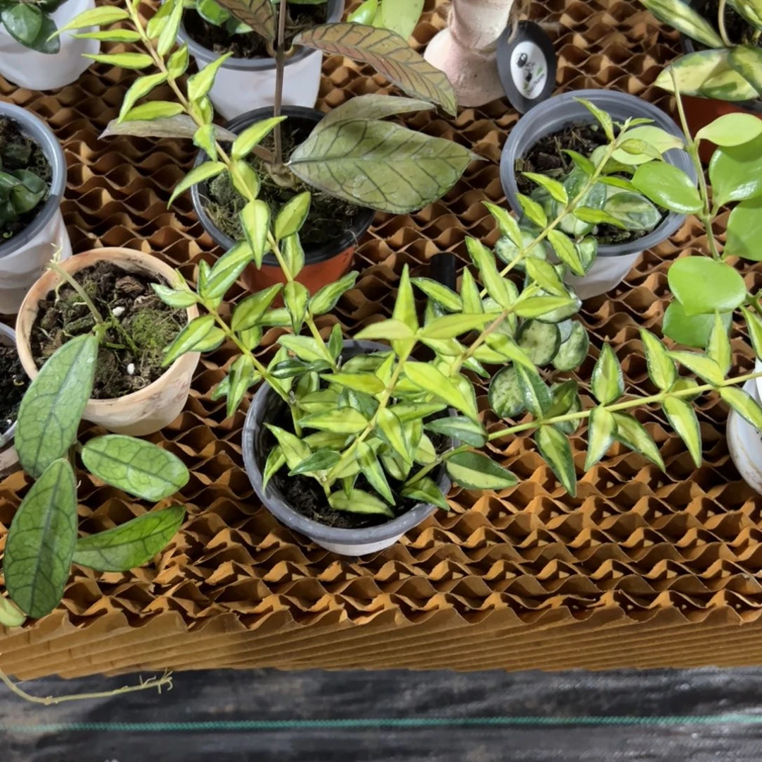 叮***车无花朵贝拉内锦球兰