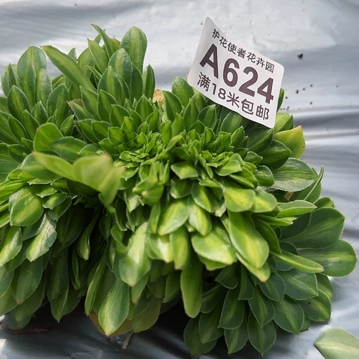 多肉法师翡翠琉璃