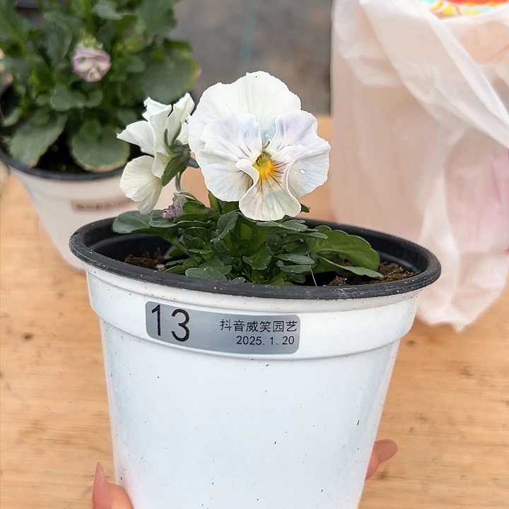 红陶抖音直播闪拍13