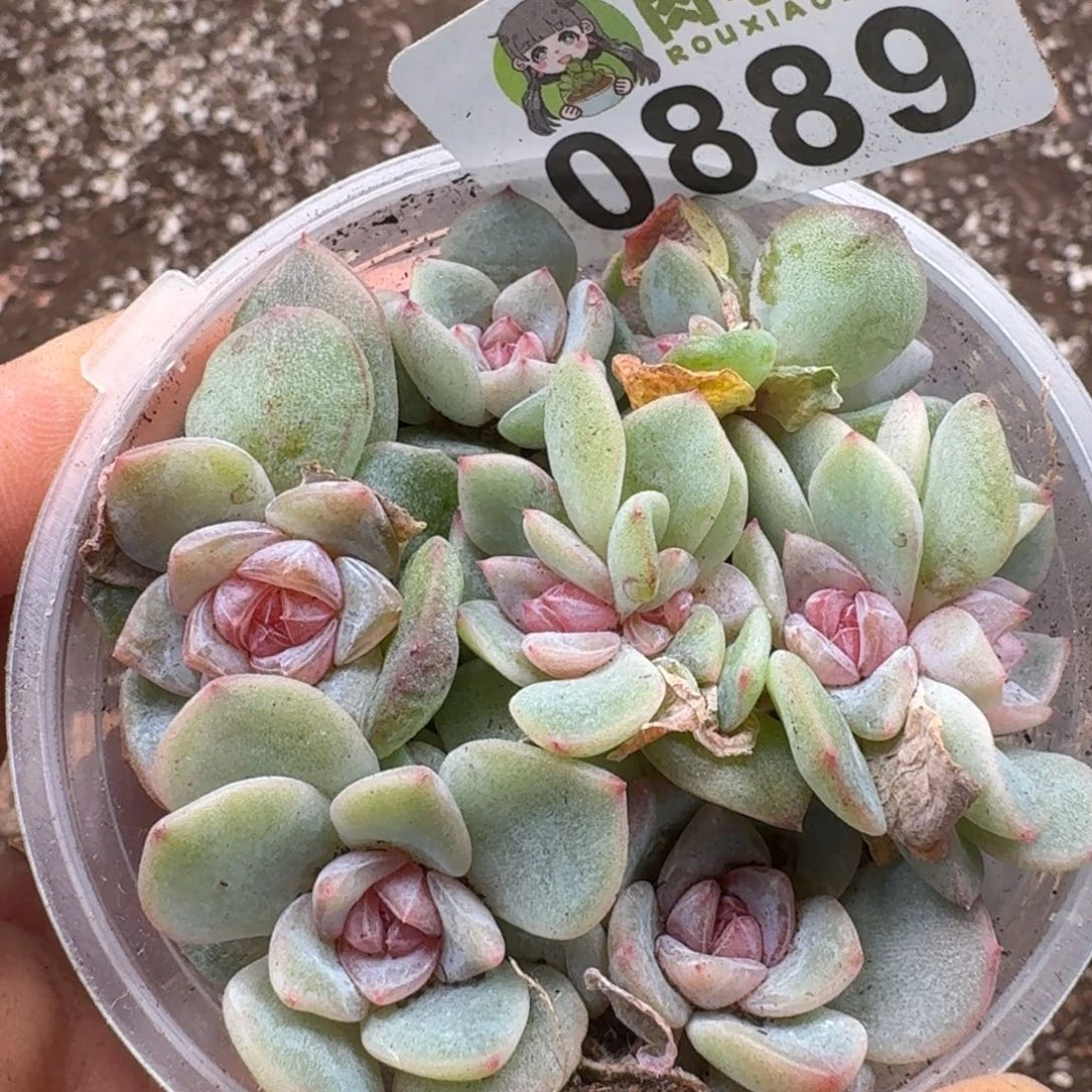多肉植物多肉植物