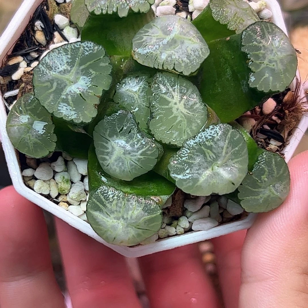 马萨林十二卷多肉植物