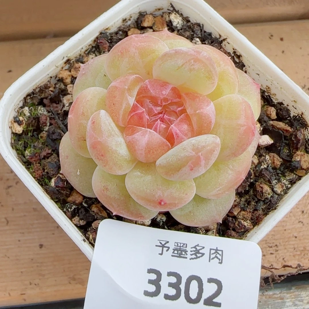 孤品福利，3302多肉植物