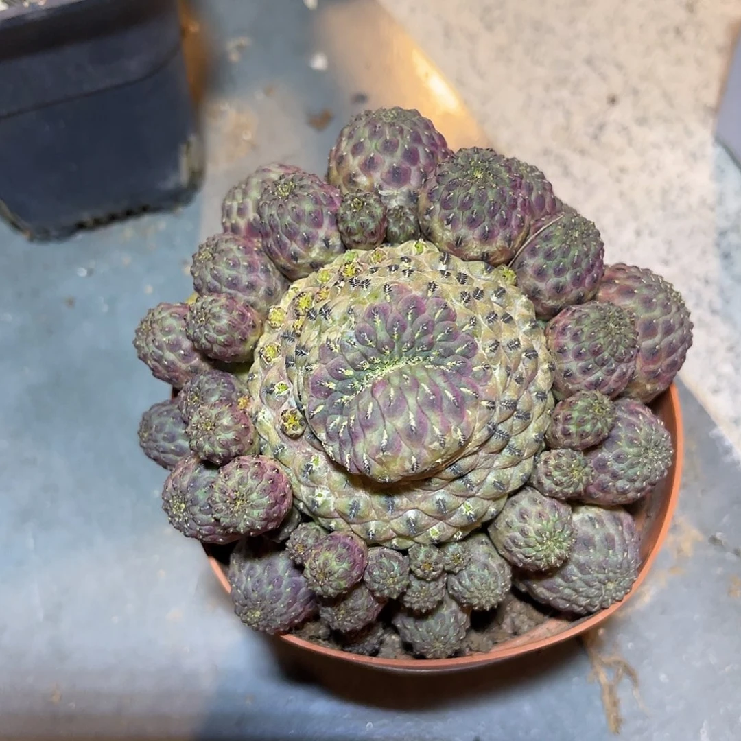 紫丽丸大群一物一拍