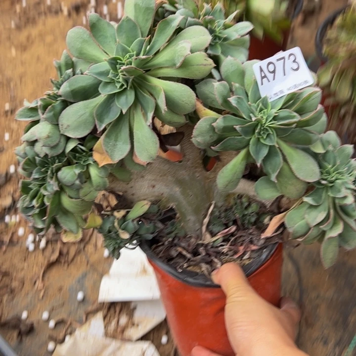 翡翠城缀微瑕973.