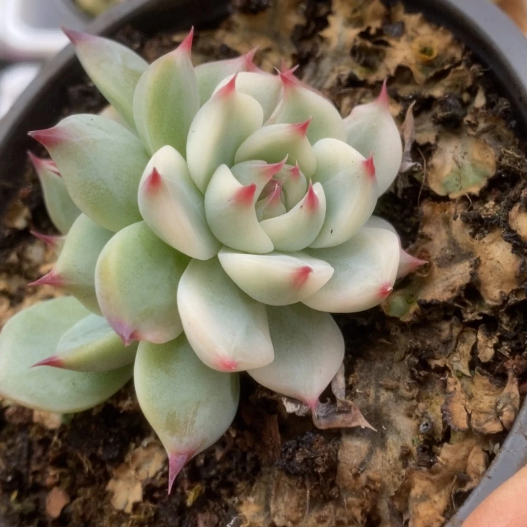 495锦锦锦锦锦锦锦锦