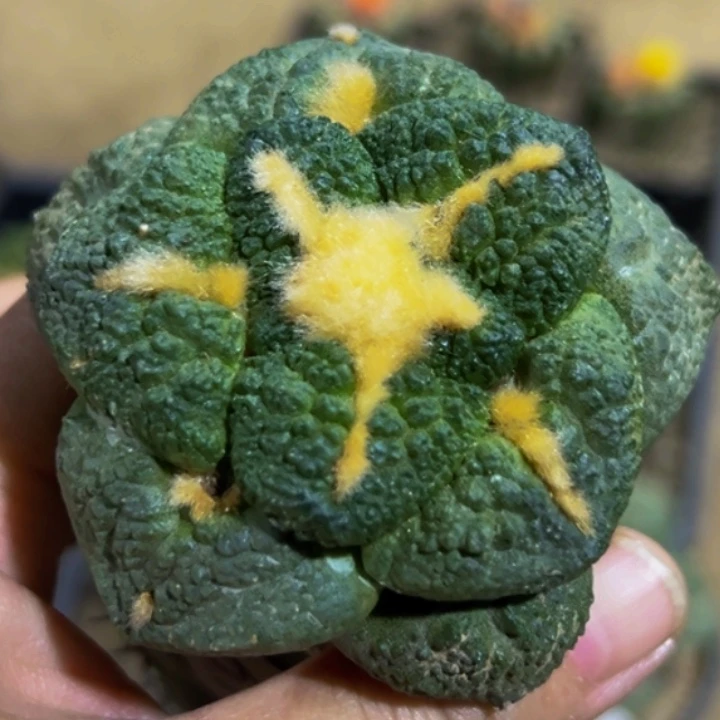 无花朵福利金毛大尤连山牡丹676