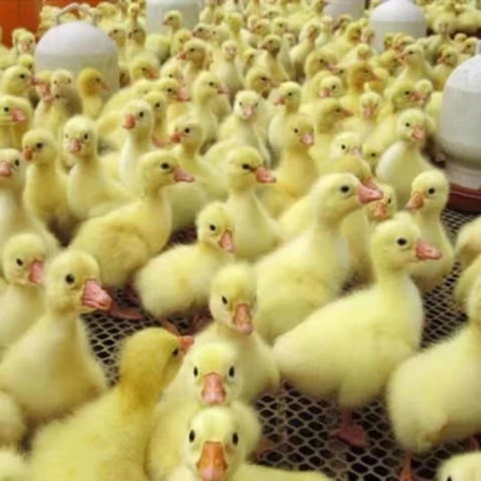 宠物   白色       大种