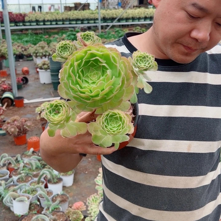 轮回手捧多肉法师