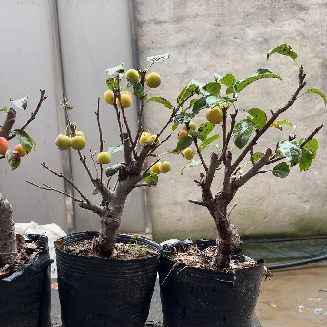 全部花朵11111111