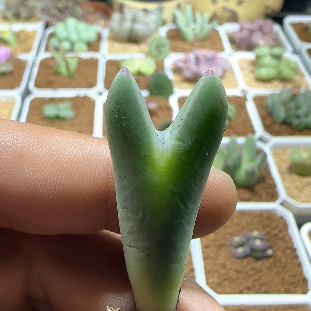 开播福利来啦嘿嘿143