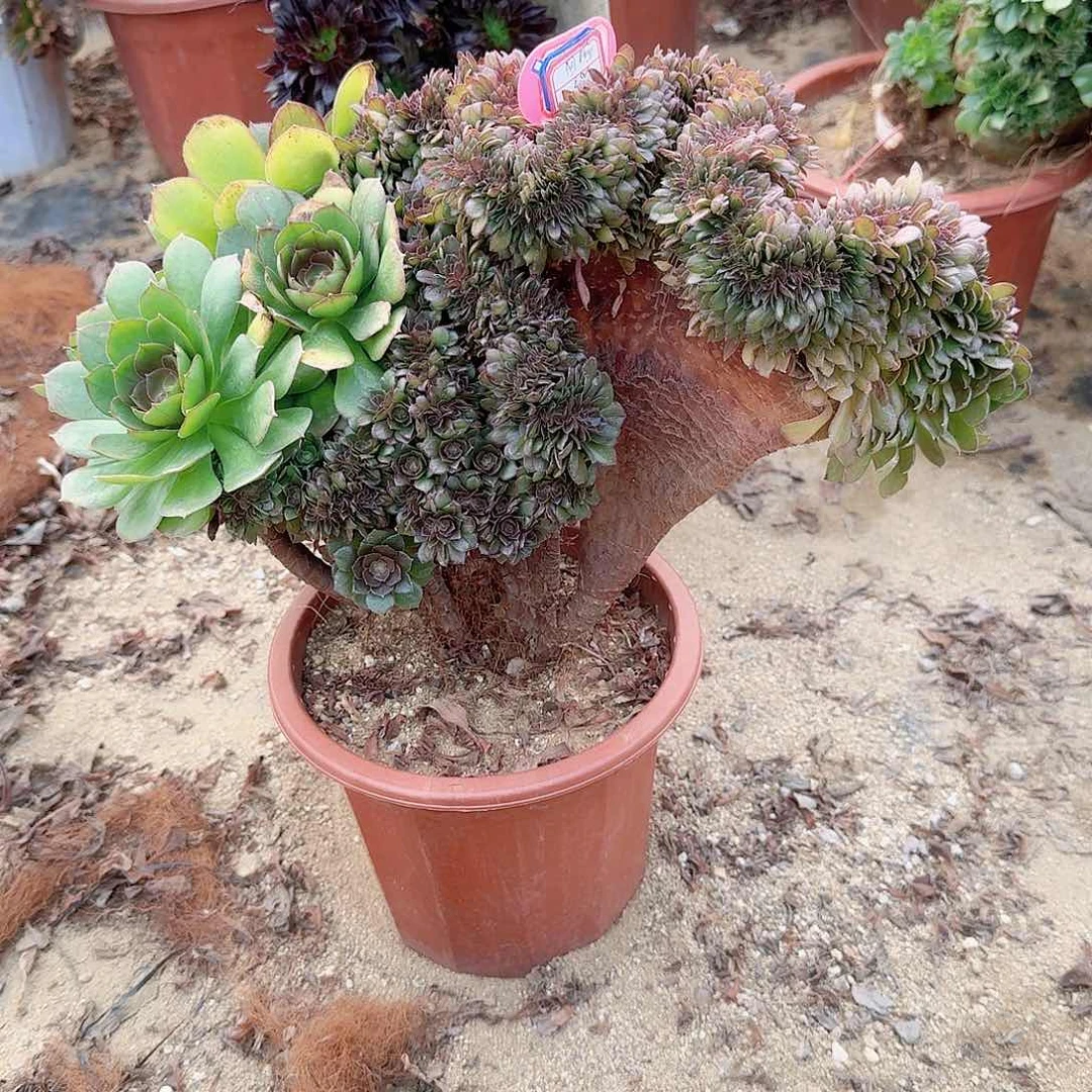 —****万缀一颗呀呀