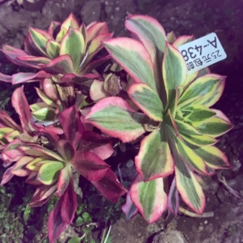 434魅影砍过满25包邮多肉