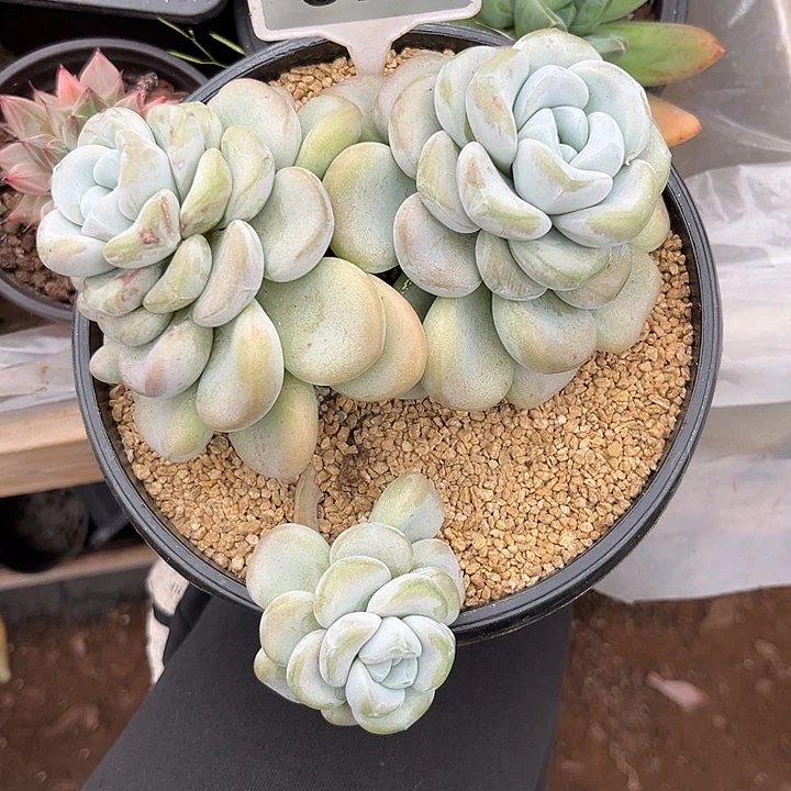 多肉植物玉麒麟679