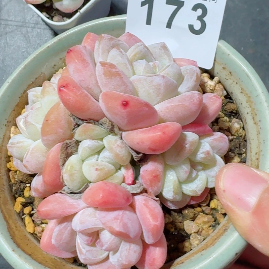 冰玉群生整装无砍