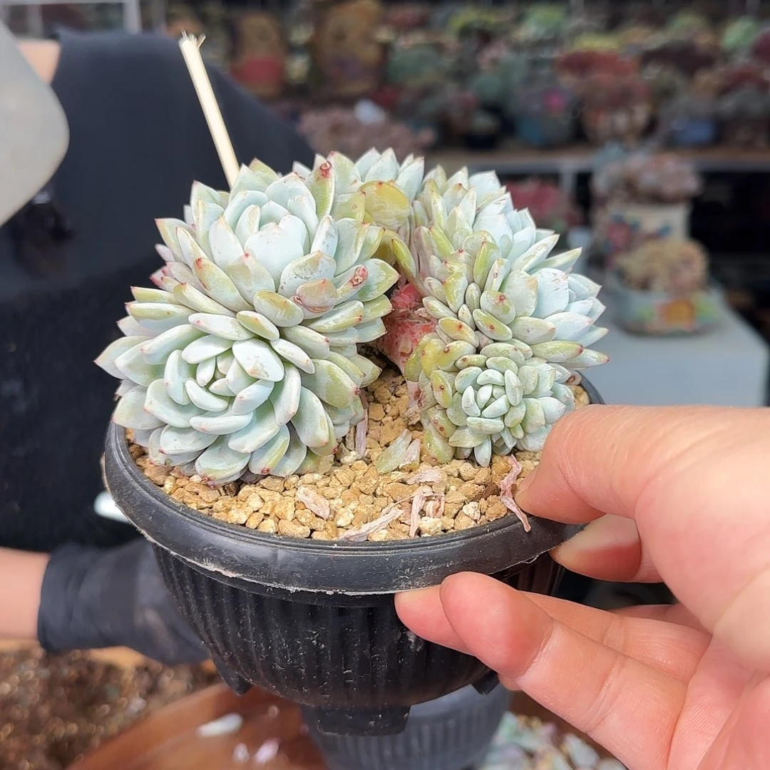 ?*?小老虎，星星橙朵朵缀98 肉