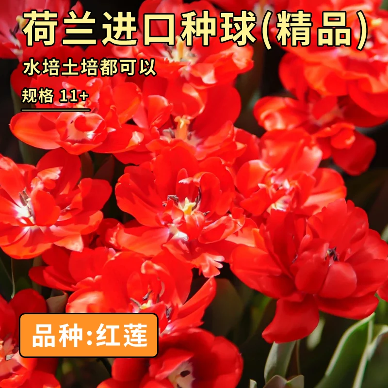 阳光纪郁金香 红莲 荷兰进口5度球10+周经水培土培精品种球