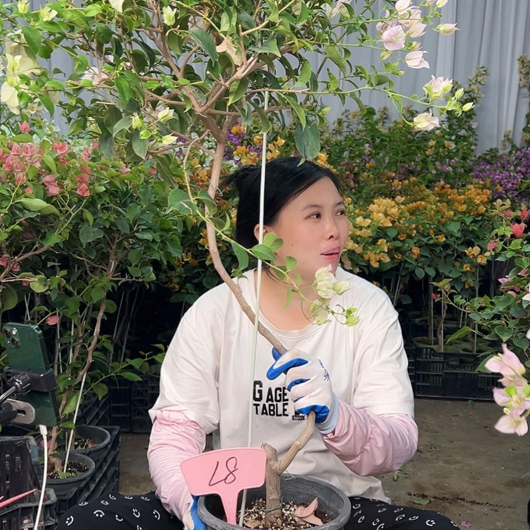 用***1大部分花苞少量开放L8苹果花