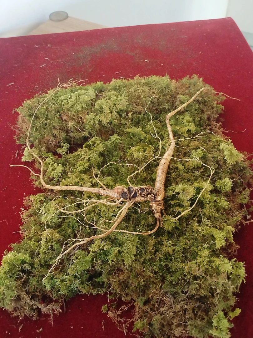 【清河红姐参行】高年份林下参改价链接