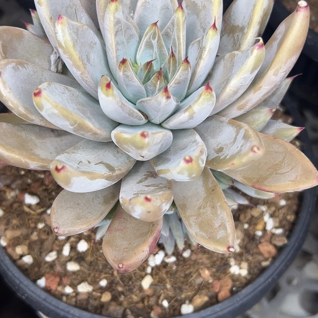 B***O杜里万杂交，一物一拍