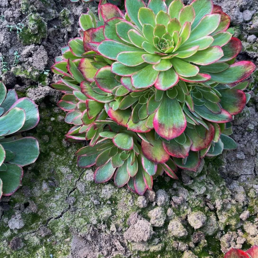 粉花妖多肉植物捧花的