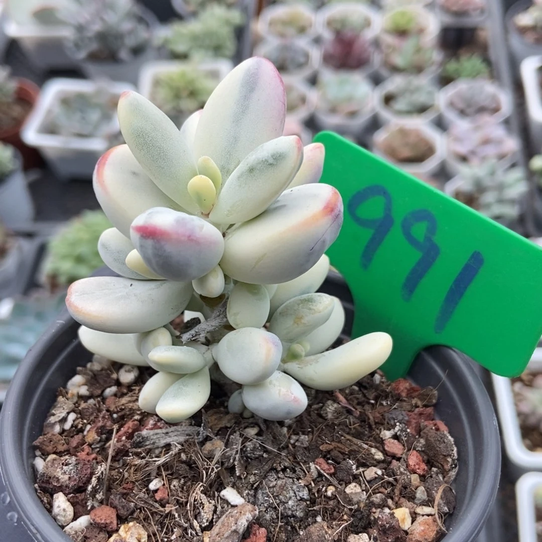 991福娘锦多肉植物多肉