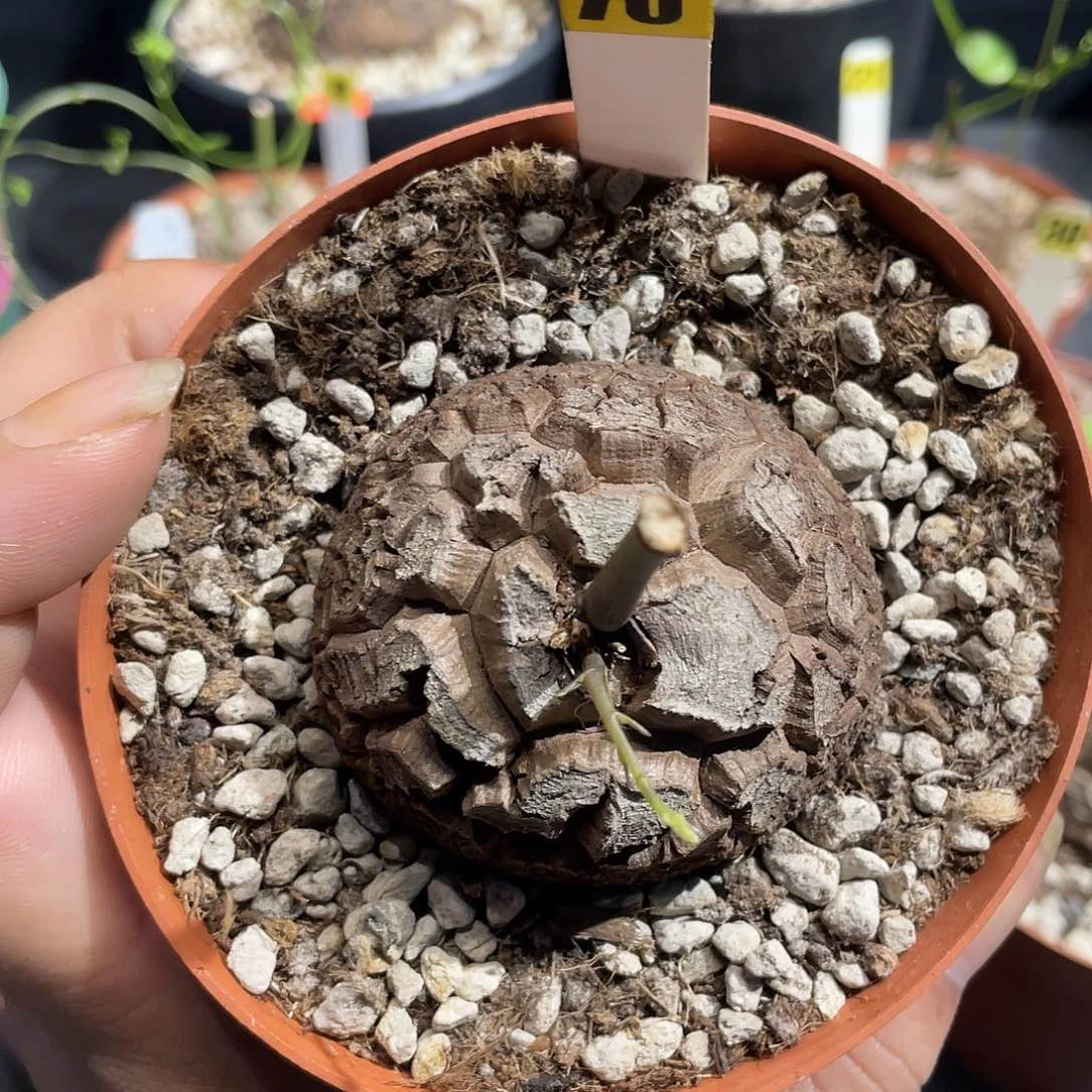 龟甲龙70号不退换