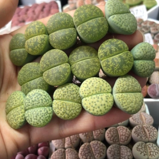 8563，15棵2厘米左右如图