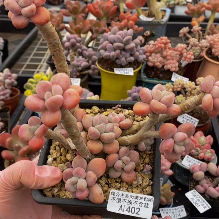 老桩樱花洛神12cm402多肉植物