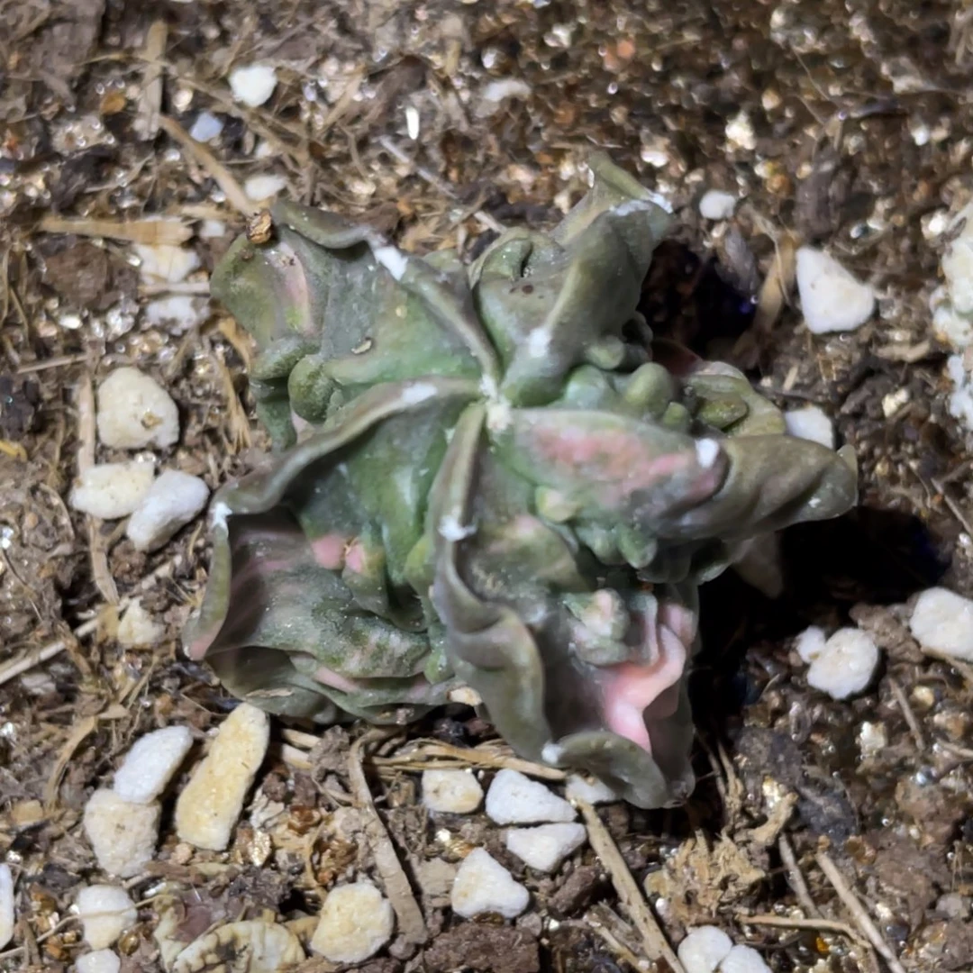 无花朵落地自根 薄叶卷边核桃锦