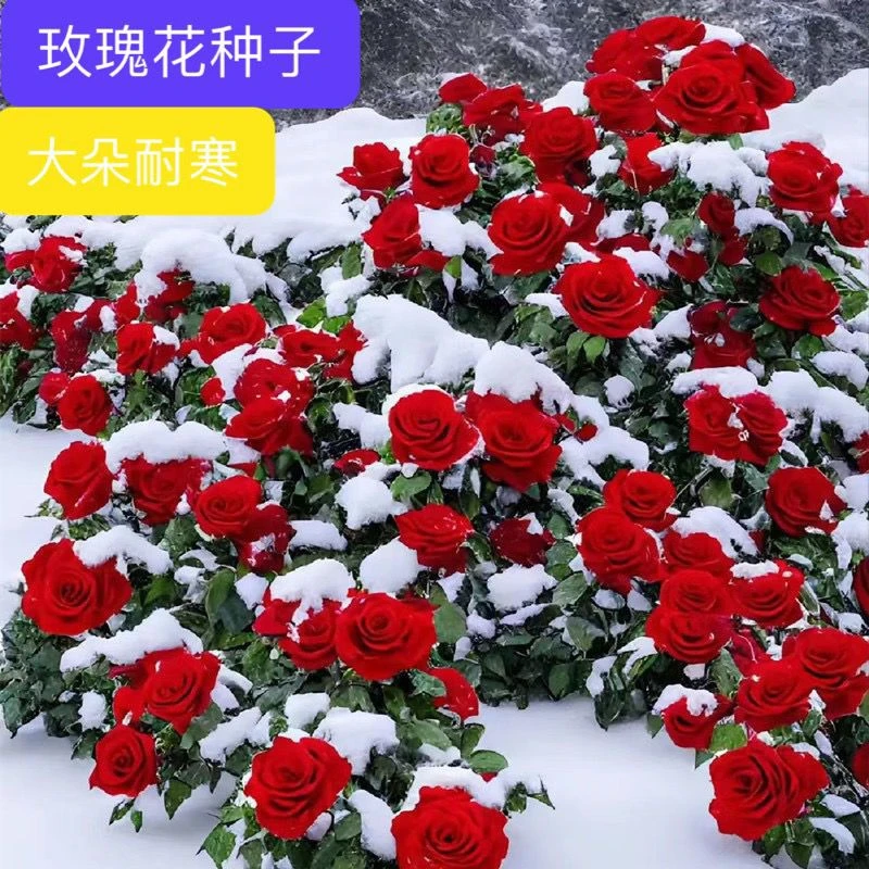 玫瑰花种子四季开花易活花种籽子室内盆栽室外庭院绿植物鲜花种子