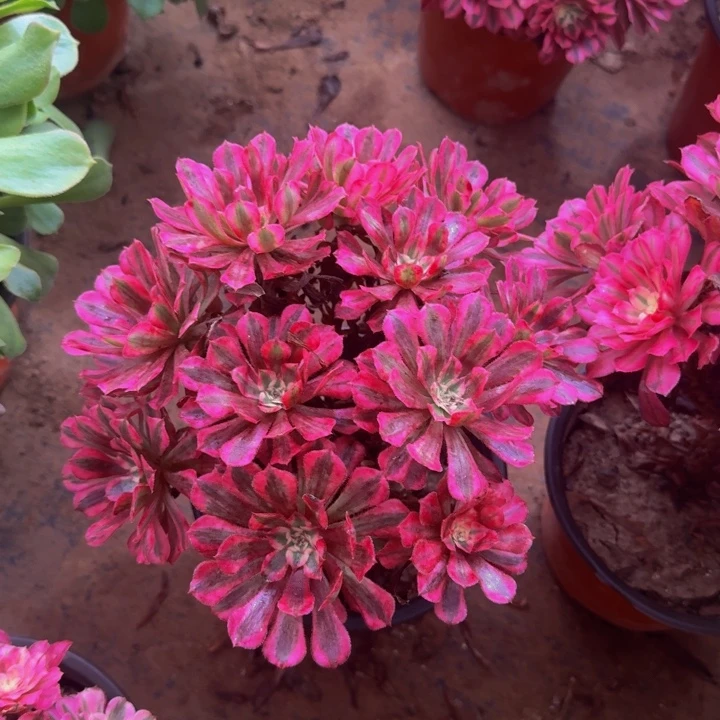 红彤白掐心12.8。