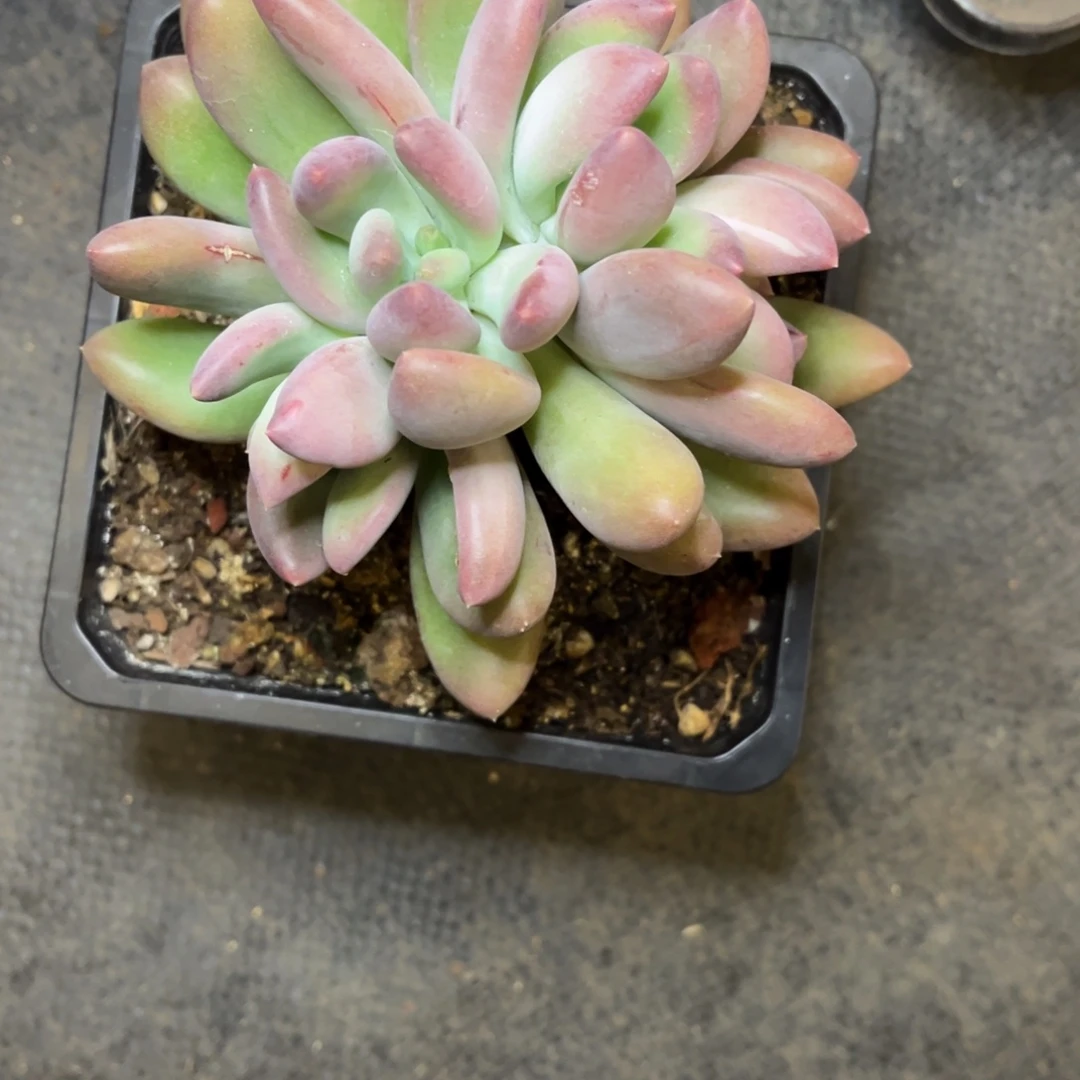 ****）柠檬美人寄养一一姐，