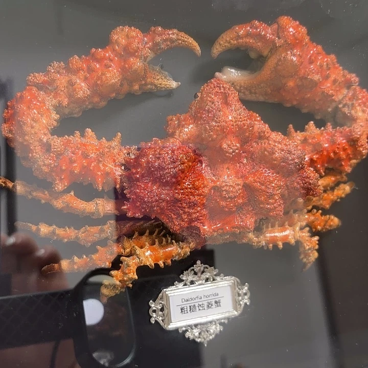 真实石头蟹相框标本