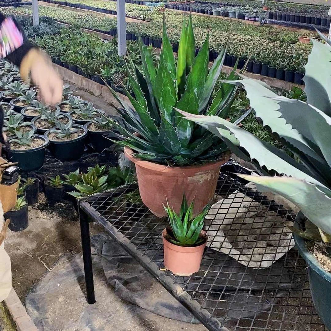 二****℡蒙塔娜小苗一颗4202