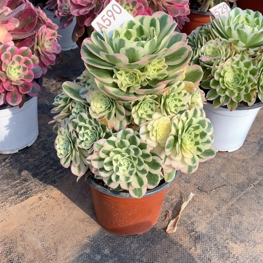 嫩桩迈巴赫590多肉法师