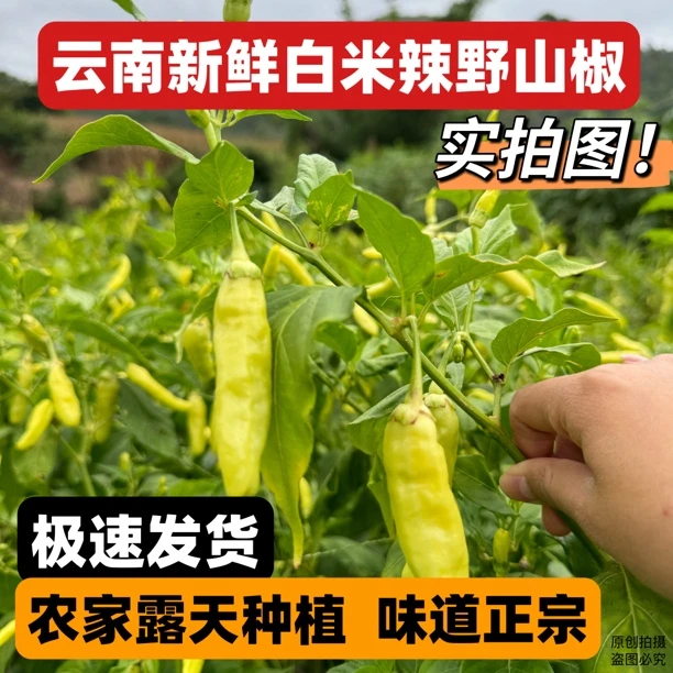 特辣新鲜云南野山椒白米椒剁椒泡椒小米辣现摘现发货