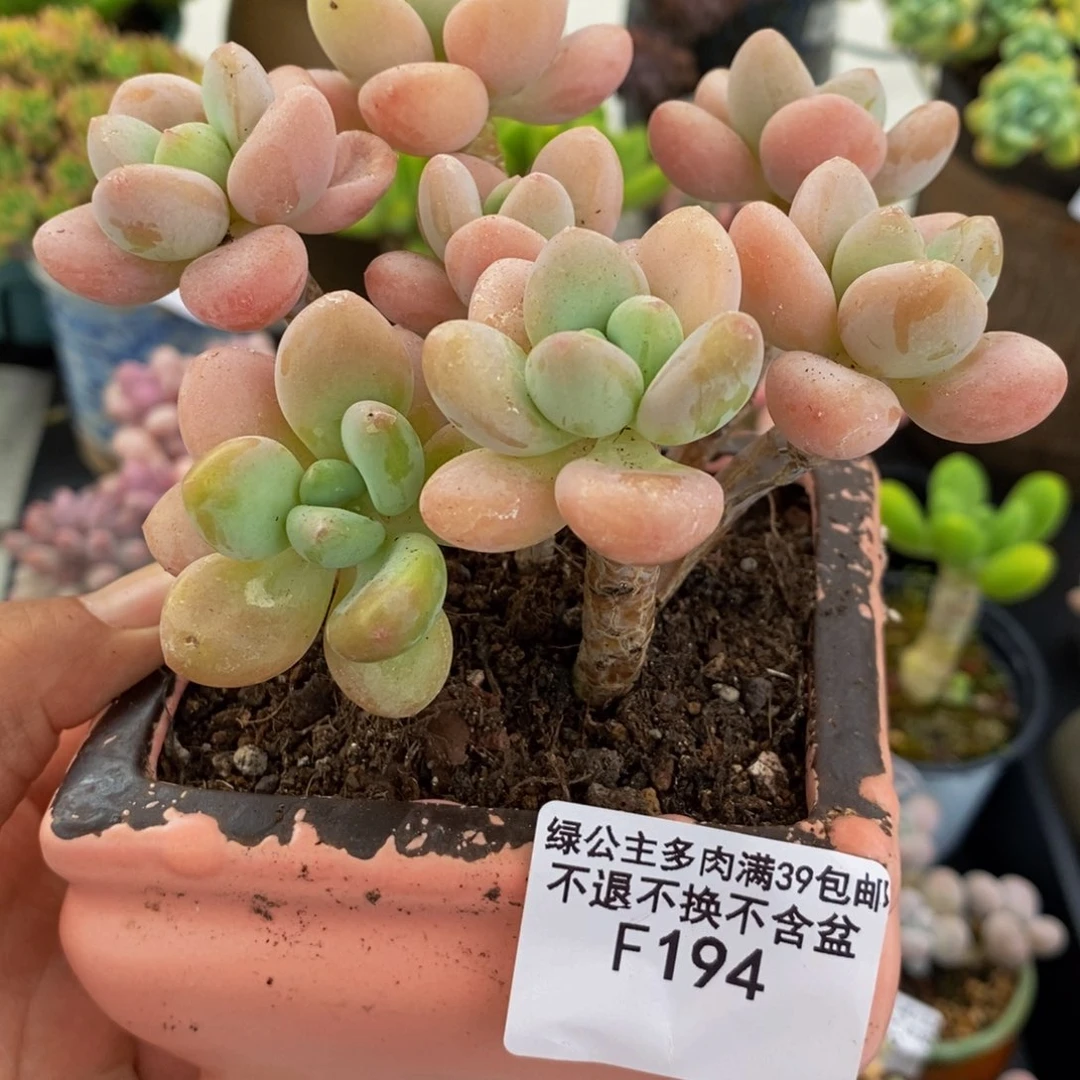 194橘子香水10cm多肉