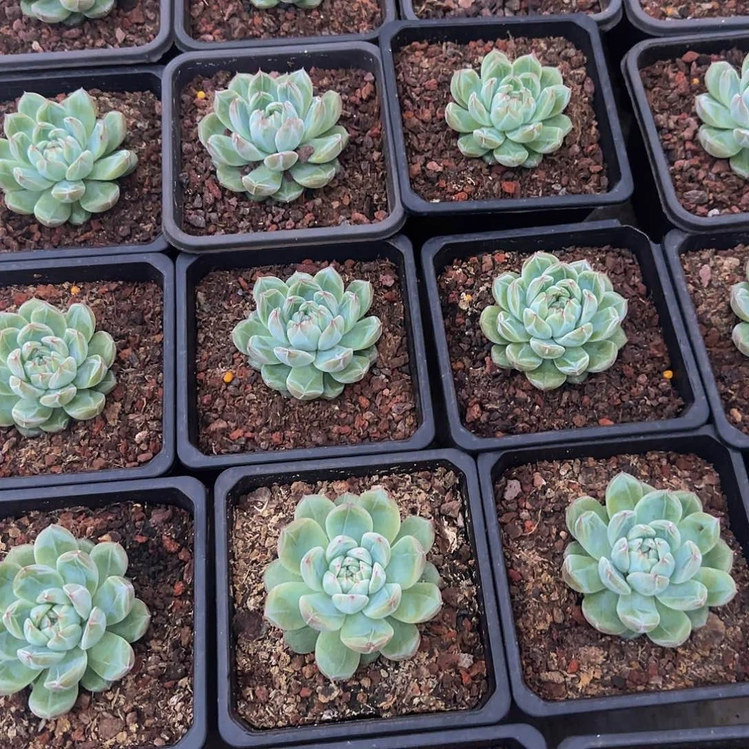 雪花珍妮单头 量拍一颗