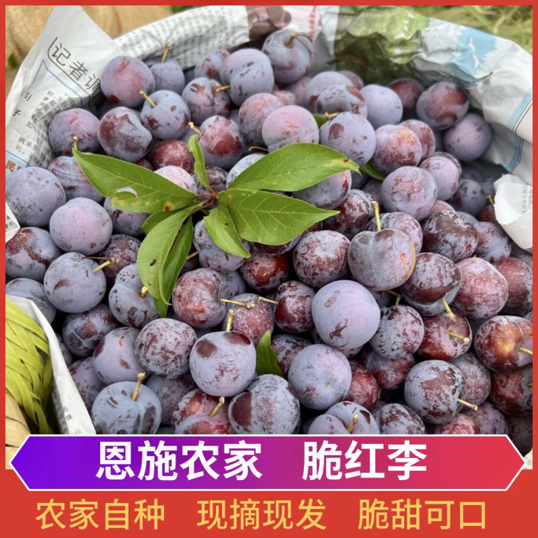 脆红李恩施高山农家应季水果脆李脱骨李脆甜多汁现摘现发5斤包邮