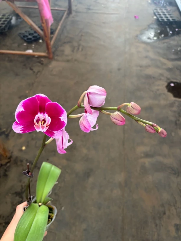 五星上将——蝴蝶兰 开花发货 室内绿植