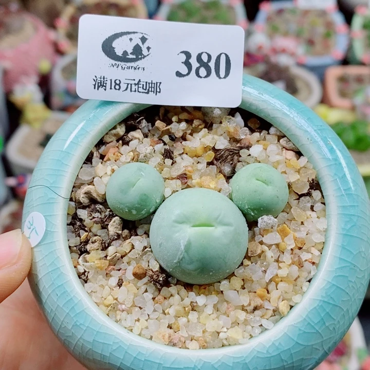 生石花花花花花花花380