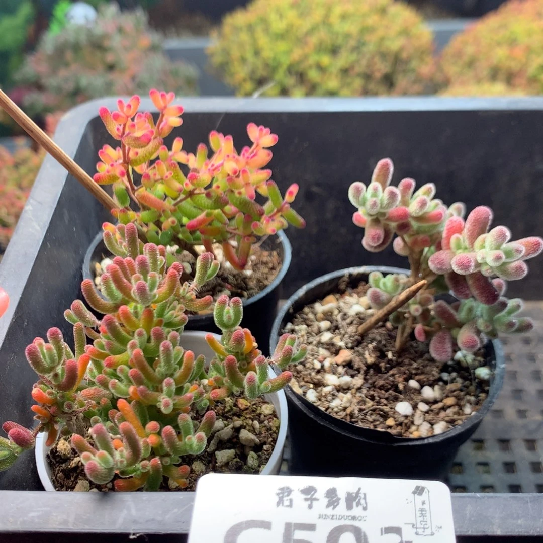 503糖球粉锦冰川冰晶漏价