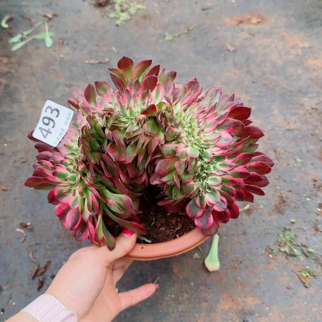 493荔枝缀化多肉植物满28包邮