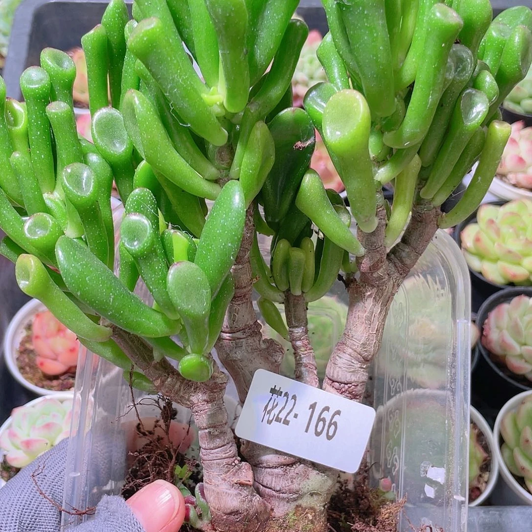 A***i花利美22-166吸财树